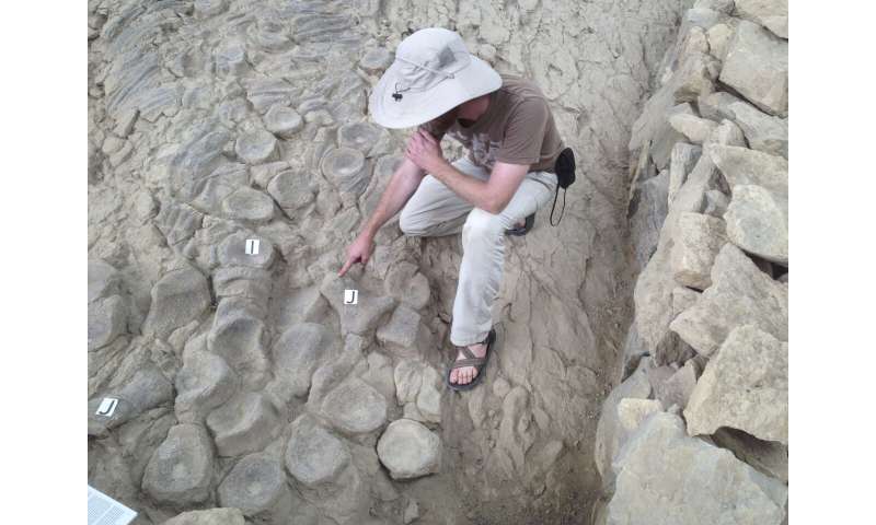 Mystery Nevada fossil site may be an ancient maternity ward