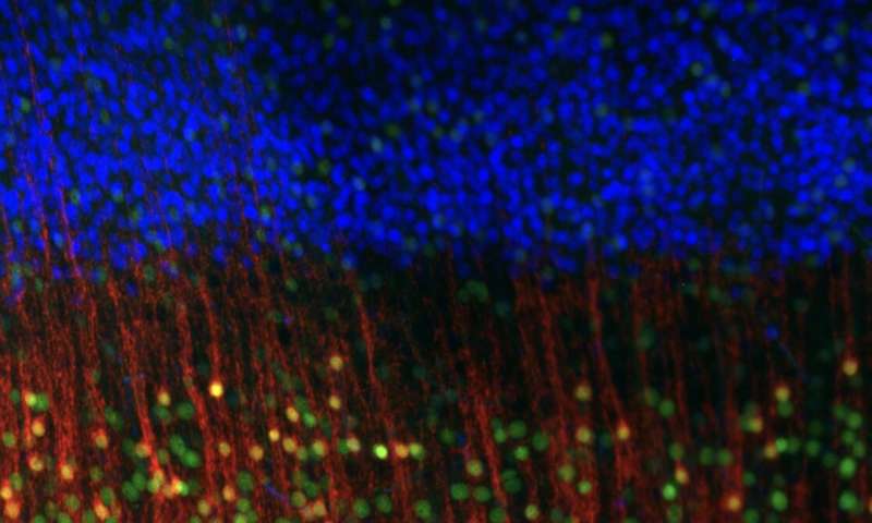 Nuevos conocimientos sobre los mecanismos reguladores que sustentan el desarrollo de las neuronas corticales