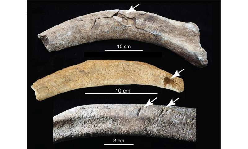 New Mexico mammoths among best evidence for early humans in North America
