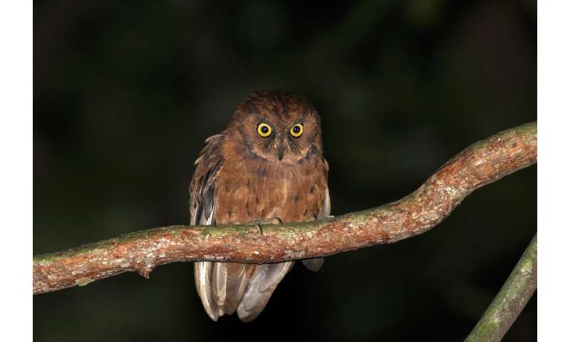 New species of owl discovered in the rainforests of Príncipe Island, Central Africa