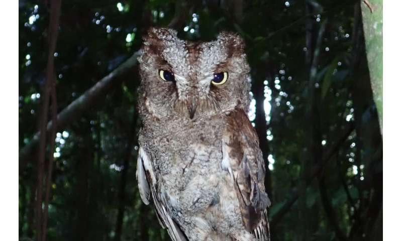 New species of owl discovered in the rainforests of Príncipe Island, Central Africa