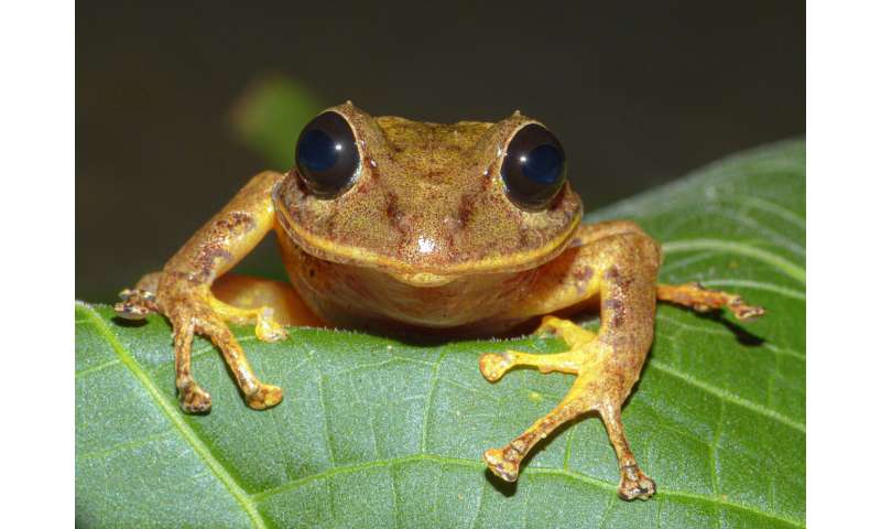 New species of rainfrog discovered in Panama, named in honor of environmental activist Greta Thunberg
