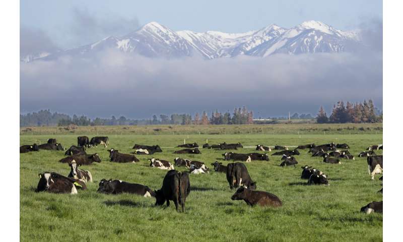 Nueva Zelanda a punto de erradicar la dolorosa enfermedad del ganado