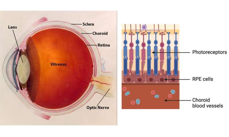 新的成像方法揭示了罕见眼病脉络膜血症的重要细节