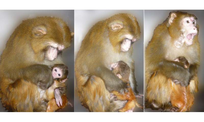 对猕猴的观察为母亲如何对新生儿形成依恋提供了新的见解