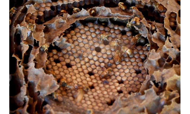 Of 550 known stingless bee species in the world, almost half are thought to exist in Brazil