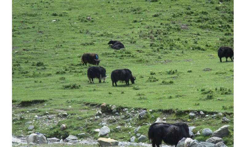 Overgrazing disrupts entire ecosystem