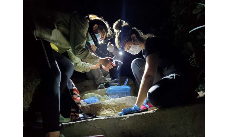 Rapport d'écologistes : Le commerce des animaux de compagnie et de la drogue affecte la population de geckos Tokai
