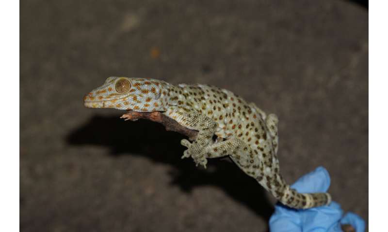 Rapport d'écologistes : Le commerce des animaux de compagnie et de la drogue affecte la population de geckos Tokai