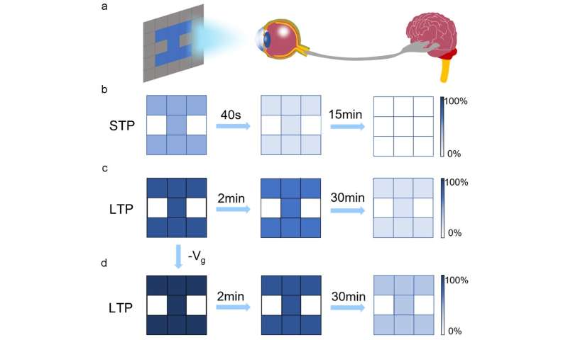 Photonic synapses with low power consumption and high sensitivity are expected to integrate sensing-memory-preprocessing capabil