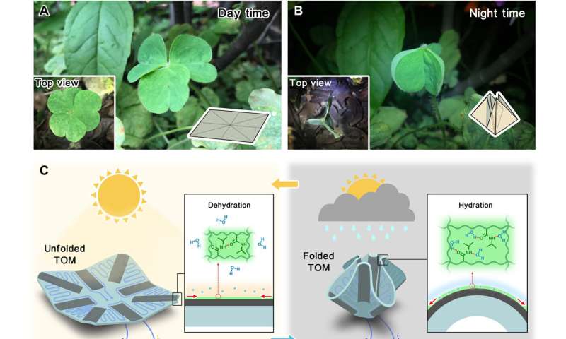 Plant-inspired TransfOrigami microfluidics