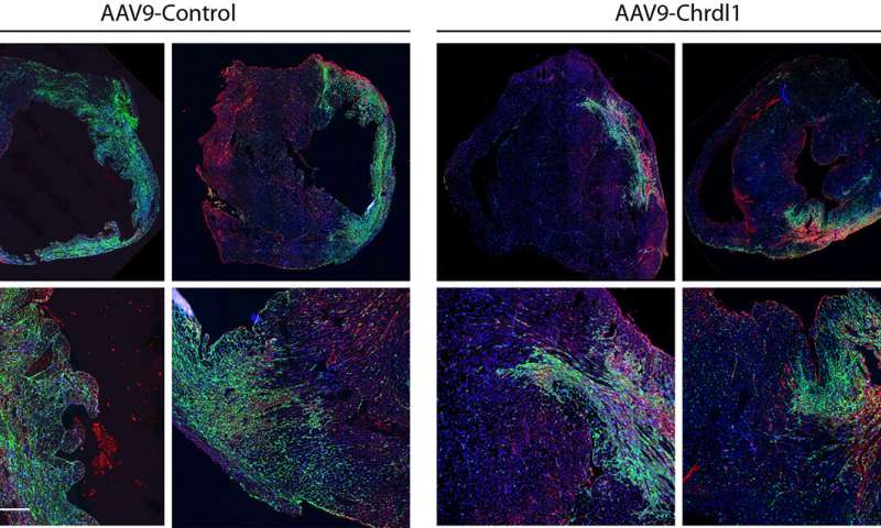 Protein library screening uncovers factors that protect against heart attack in mice