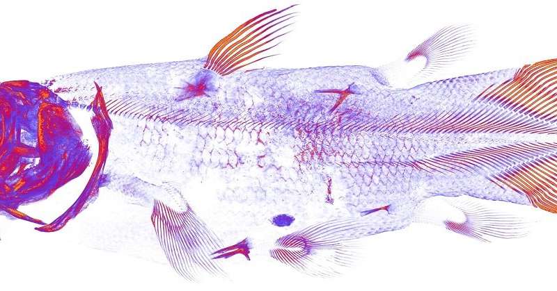 Radiology sheds light on ancient fish species coelacanth