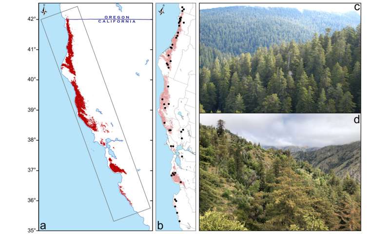 Rangewide analysis reveals climatic sensitivities and non-timber values of tall redwoods