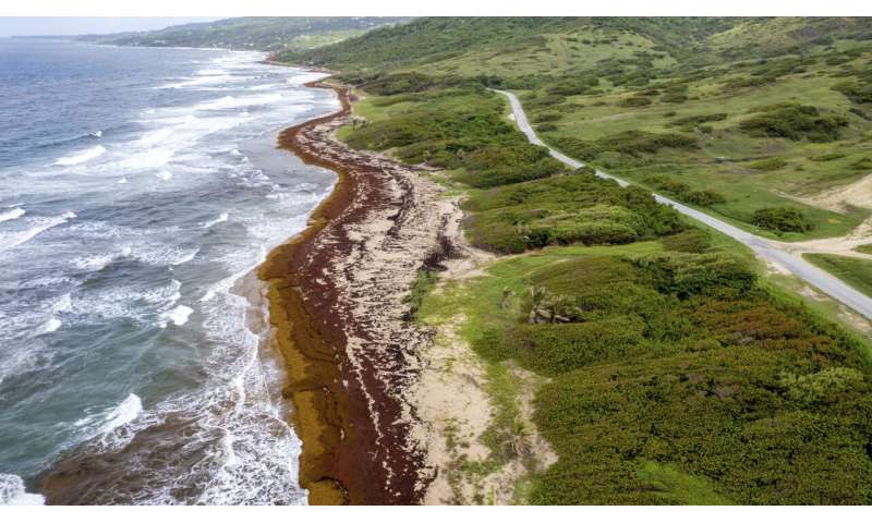 Record amount of seaweed is choking shores in the Caribbean