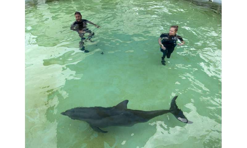Rehabilitated dolphin arrives at Florida Keys facility