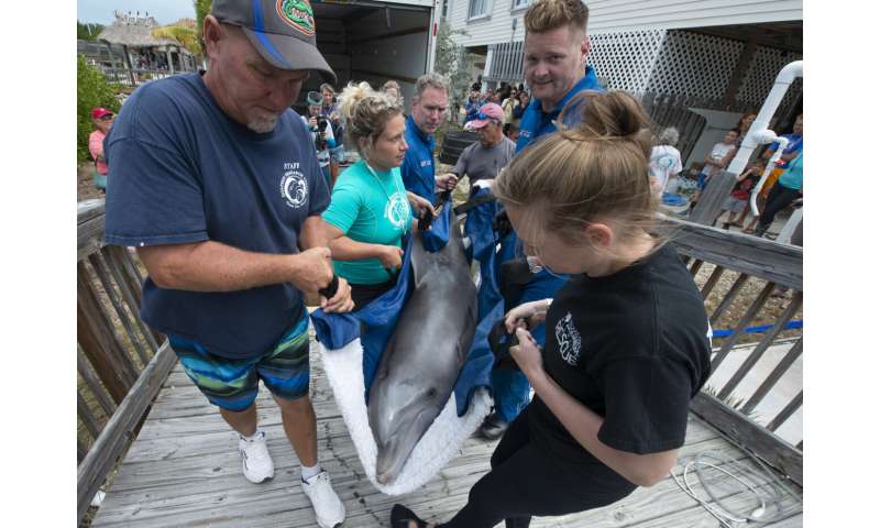Rehabilitated dolphin arrives at Florida Keys facility