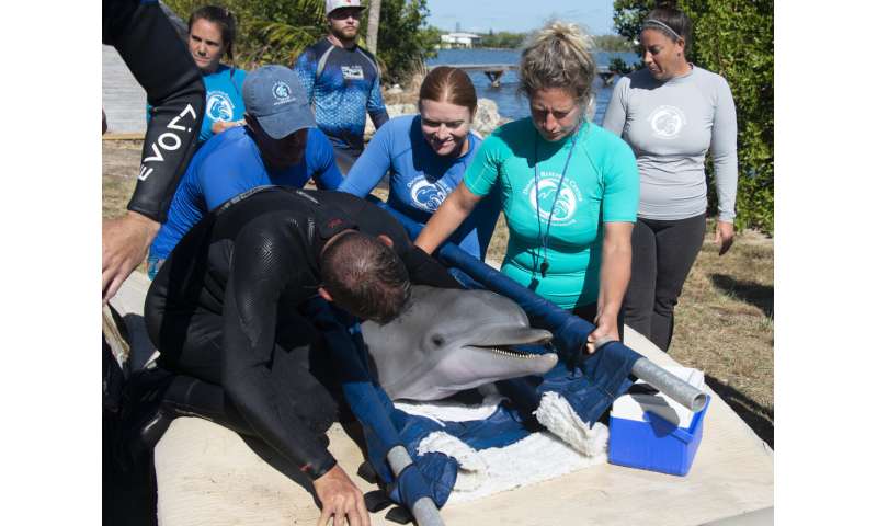 Le dauphin restauré quitte l'installation de Floride pour la quarantaine