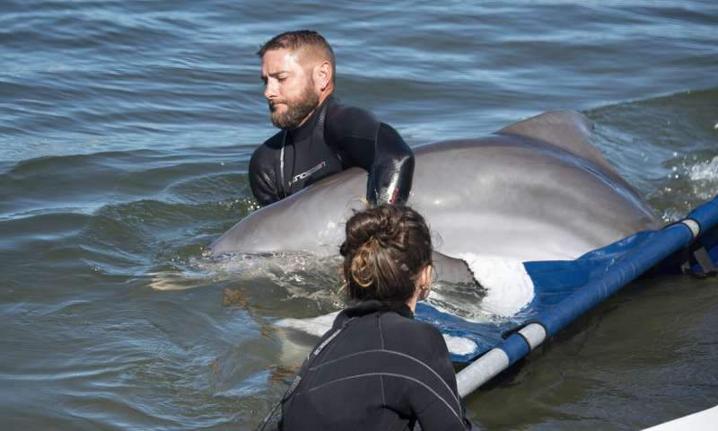 Le dauphin restauré quitte l'installation de Floride pour la quarantaine