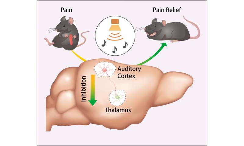 Researchers discover how sound reduces pain in mice