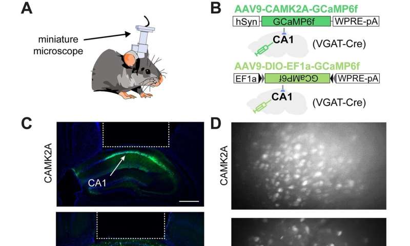 研究人员发现了专门负责记忆速度和位置的神经元