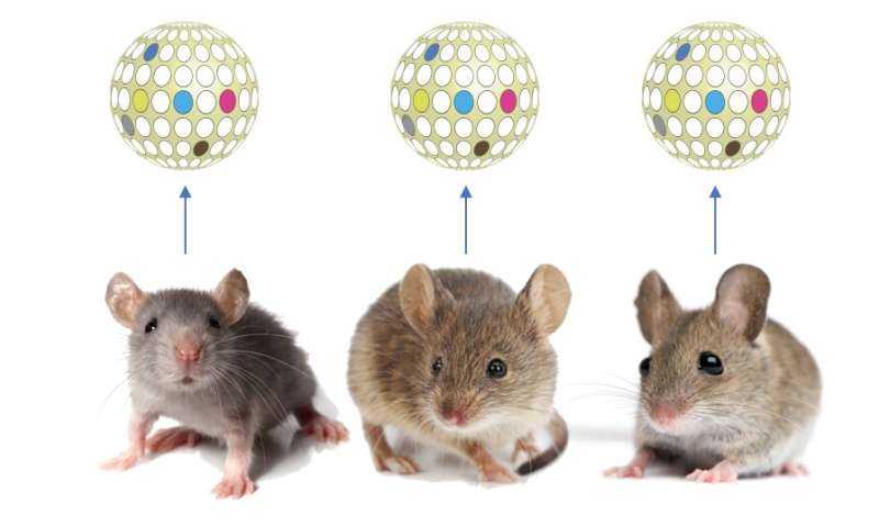 Researchers use state-of-the-art technology to map mouse sensory glomeruli