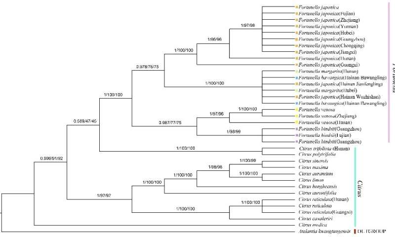 Researchers untangle the taxonomic status of Fortunella