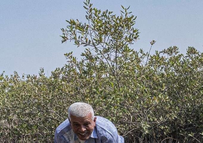 Sayed Khalifa encabeza el proyecto de reforestación de manglares, que tiene como objetivo aumentar la cobertura de los árboles a lo largo de la costa del Mar Rojo.