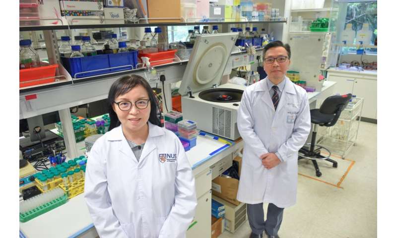 Gli scienziati scoprono un promettente farmaco biologico per il trattamento delle malattie polmonari croniche