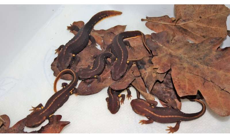 Scientists identify gaps in the protection of Vietnam's amphibians