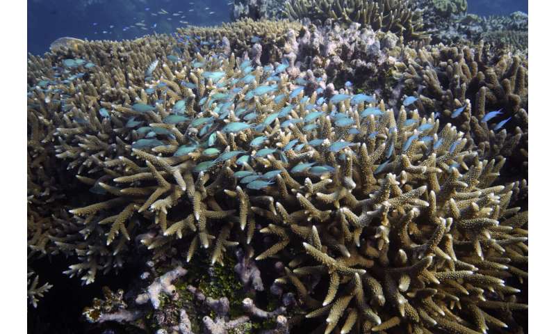 Scientists try to bolster Great Barrier Reef in warmer world