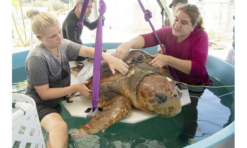 Sea turtle delivers eggs, endures surgery after shark attack