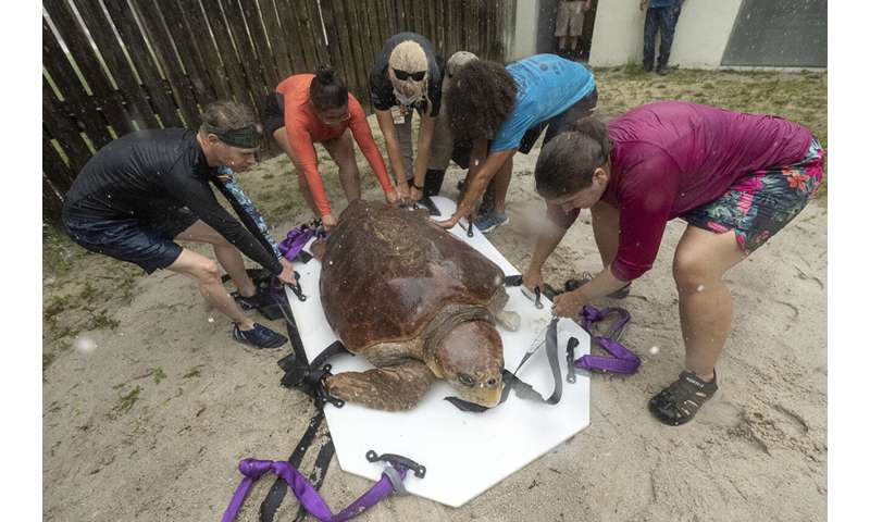 Sea turtle delivers eggs, endures surgery after shark attack
