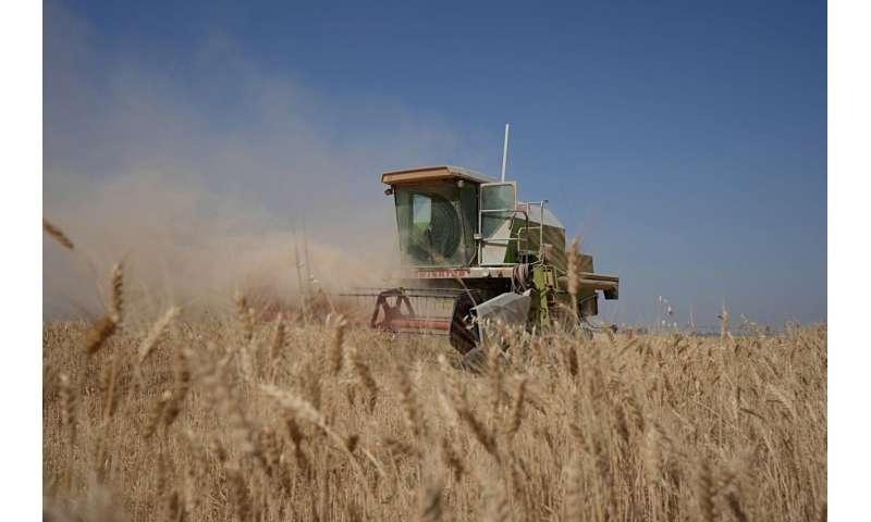 Severe water shortages strain wheat harvest in Iraq