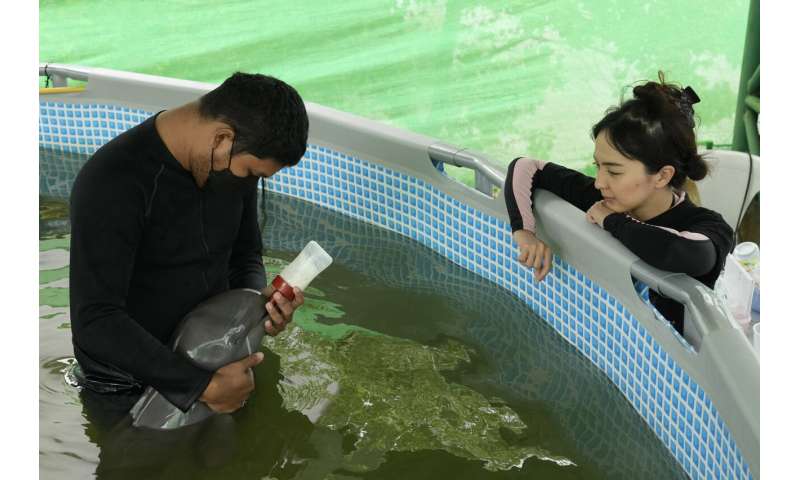 Sick dolphin calf improves with tube-fed milk, helping hands