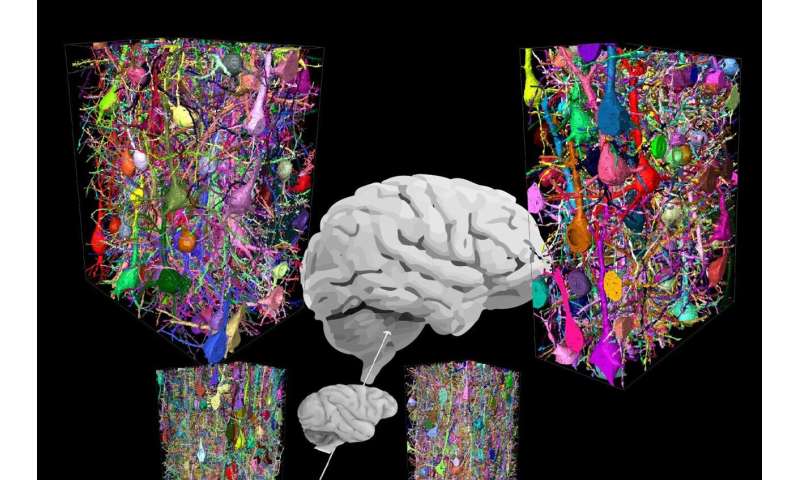 Silencio para pensar: Redes especiales de interneuronas en el cerebro humano