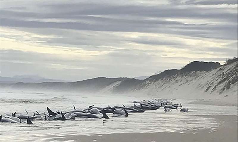 About 230 whales were stranded in Tasmania;  rescue efforts underway