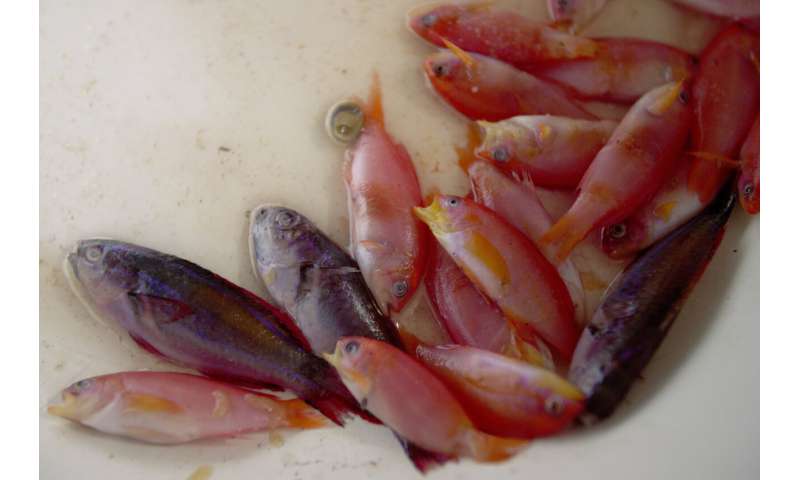 Sparkling fish, murky methods: the global aquarium trade