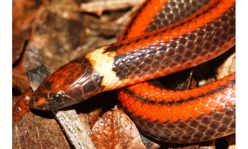 Striking new snake species discovered in Paraguay