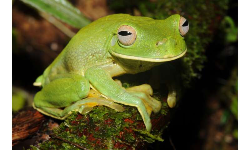Study highlights overlooked hotspot of frog diversity