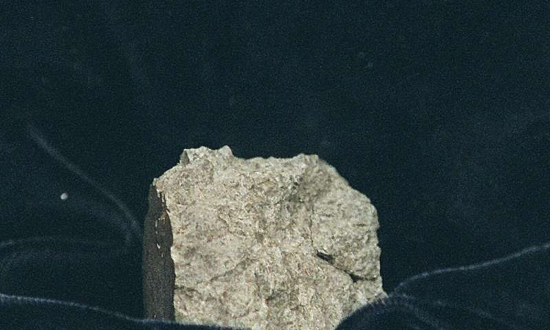 Study nixes Mars life in meteorite found in Antarctica