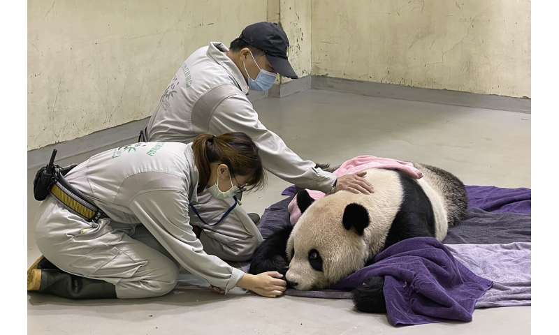 Символ воссоединения с Китаем, панда Туан Туан умерла в Тайбэе