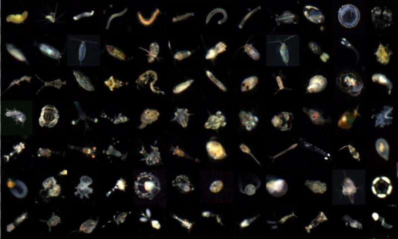 Teaching AI to Accurately Colorize Marine Plankton Images