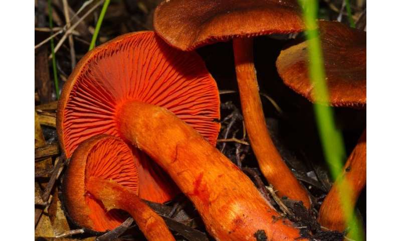 The ancient, intimate relationship between trees and fungi, from fairy toadstools to technicolour mushrooms
