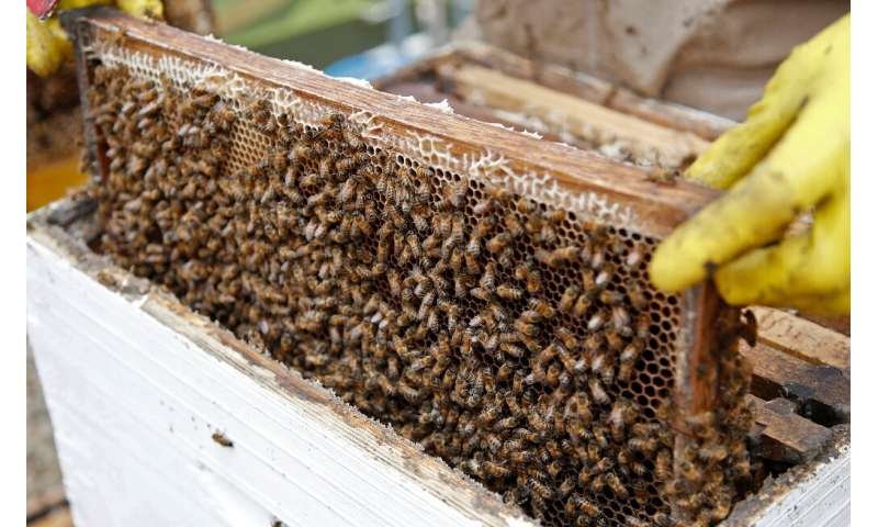La Apis mellifera o Western Honey Bee es una de las cerca de 20.000 especies conocidas en todo el mundo.