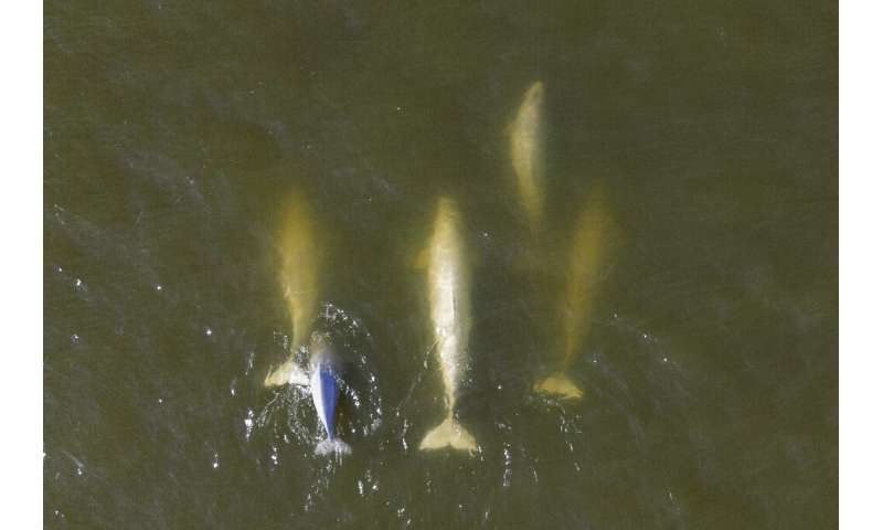 The relatively small, white cetaceans travel in packs