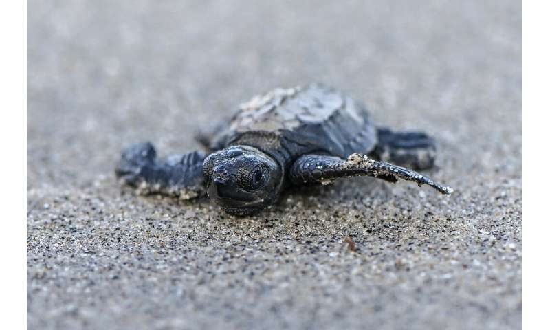 The sea turtles of Punta Chame in Panama are a threatened species listed as 'vulnerable' on the IUCN Red List