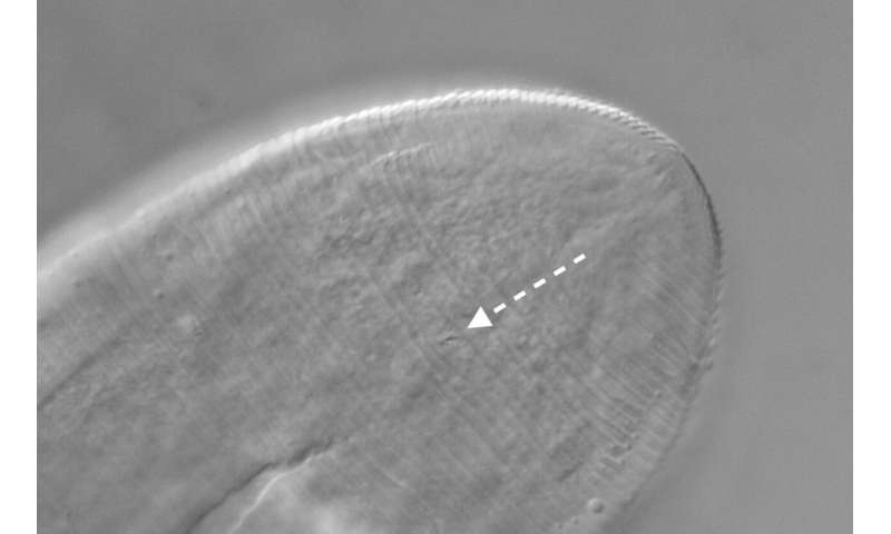 The secret life of mites in our facial skin