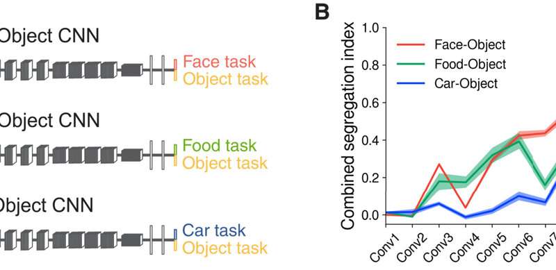 The spontaneous emergence of brain-like functional specialization in neural networks