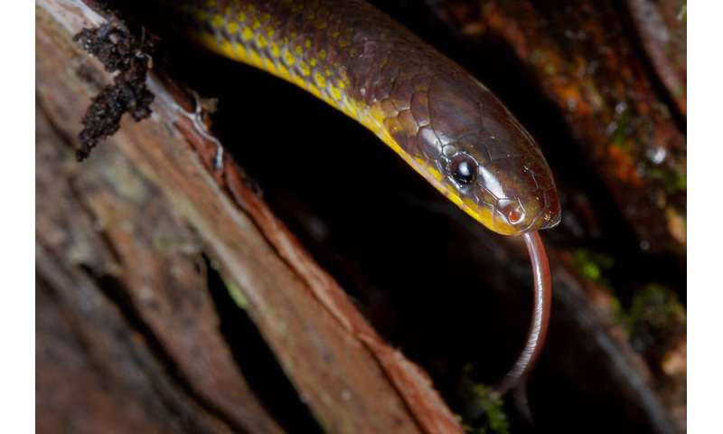 Three new species of ground snakes discovered under graveyards and churches in Ecuador